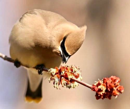 Waxwing,Cedar_CS,NY_©DaveSpier_D043140p by northeast naturalist is licensed under CC BY-NC-SA 2.0